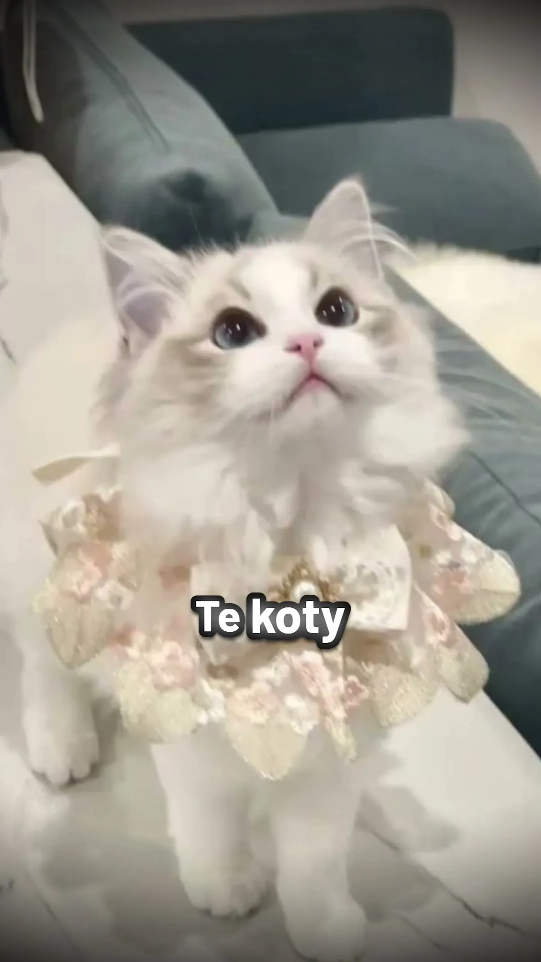 Short „Koty stworzone przez kosmitów?” dla Projekt własny: montaż rozrywka
